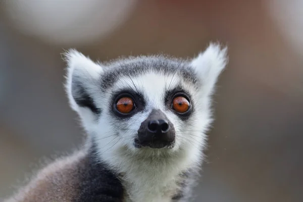 Lémur de cola anillada (Lemur catta) — Foto de Stock