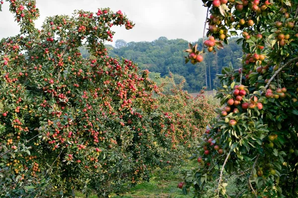 Huerto de manzanas productivo — Foto de Stock