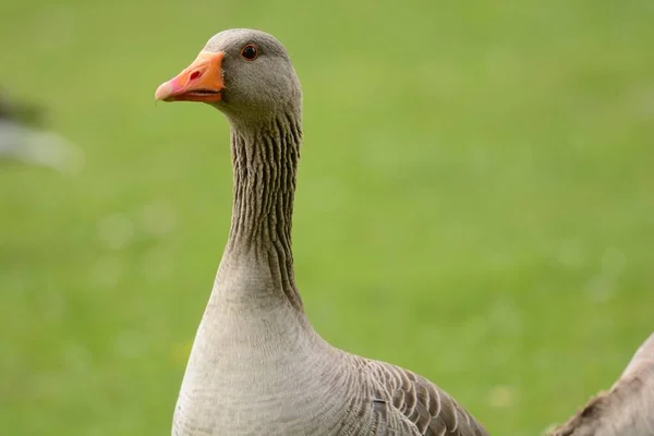 Graugans (Anser anser)) — Stockfoto