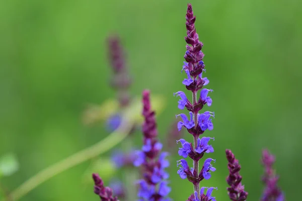 淡紫色小花 — 图库照片