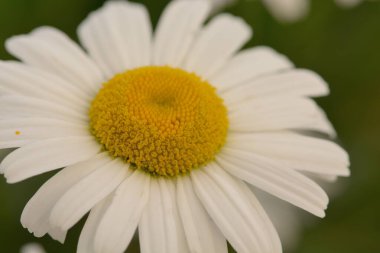 Papatya (Leucanthemum vulgare)