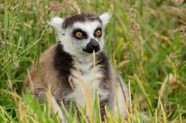 Lemur 'u takip eden halka (Lemur catta)