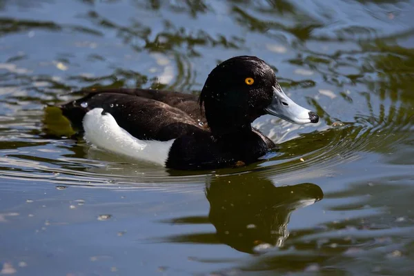 Tufted duck (Aythya fuligula) — Stock Photo, Image