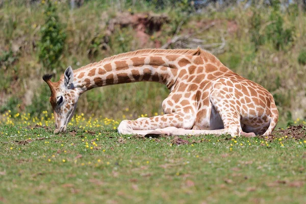 Жираф Ротшильдов (Giraffa camelopardalis rothschildi ) — стоковое фото