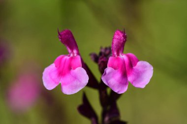 Pembe ada çayı çiçekler