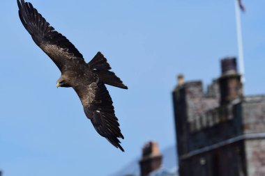 siyah uçurtma (milvus migrans)