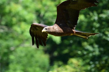 siyah uçurtma (milvus migrans)