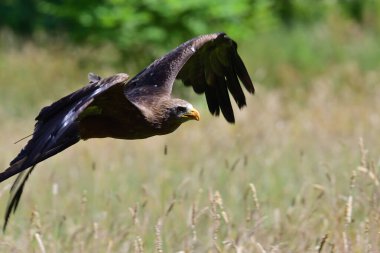 siyah uçurtma (milvus migrans)