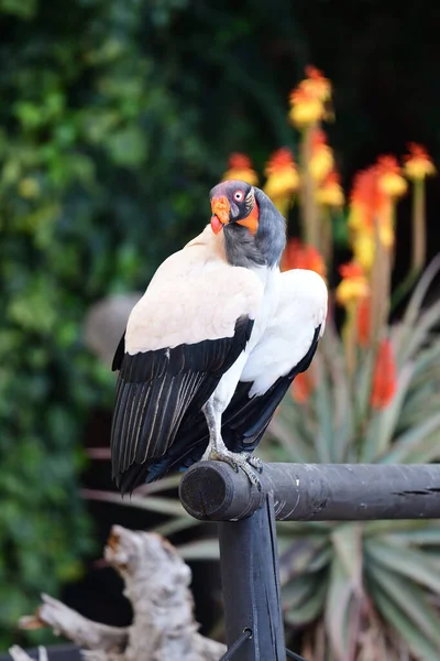 Kral akbaba (sarcoramphus papa)) — Stok fotoğraf