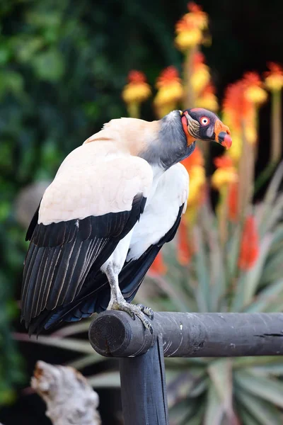 Buitre rey (Sarcoramphus papa ) — Foto de Stock