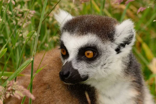Anel de cauda Lemur (Lemur catta) — Fotografia de Stock