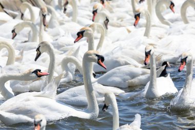 Dilsiz kuğular (Kuğu rengi))