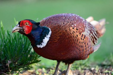Yaygın sülün (Phasianus colchicus)