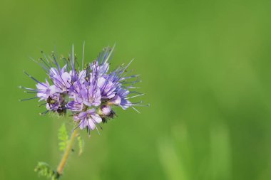 Dantelli phacelia (Phacelia tanacetifolia)