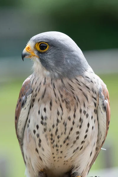 Turmfalke (Falco tinnunculus)) — Stockfoto