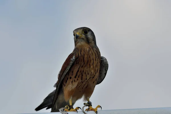 Turmfalke (Falco tinnunculus)) — Stockfoto