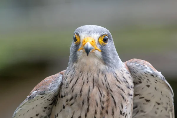 Cestrel-comum (Falco tinnunculus)) — Fotografia de Stock