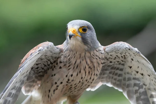 Turmfalke (Falco tinnunculus)) — Stockfoto