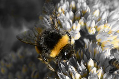 Sedum çiçeğindeki arı.