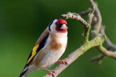 European goldfinch (carduelis carduelis) clipart