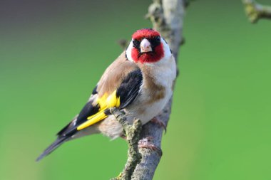 Saka kuşu (Carduelis carduelis)