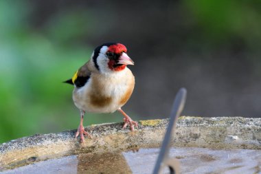 Avrupa ispinozu (Carduelis carduelis)