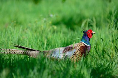 Halkalı sülün (phasianus colchicus)