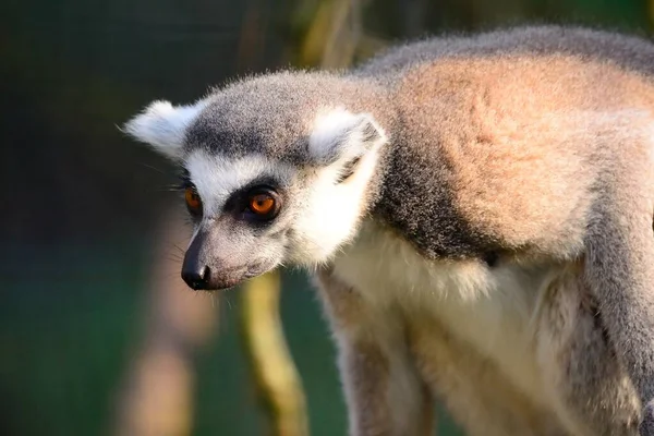 Кольцехвостый Лемур (Lemur catta) — стоковое фото