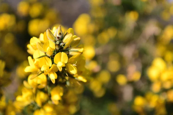 Gorse bush (ulex)) — 图库照片