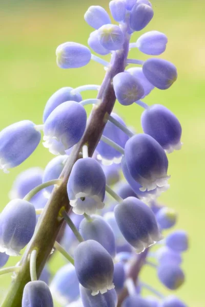 Jacinto de uva (Muscari ) —  Fotos de Stock