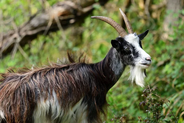 Sakallı keçi — Stok fotoğraf