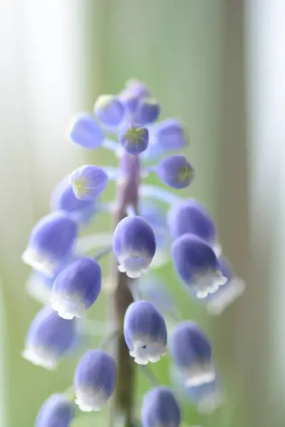 Jacinto de uva (Muscari ) —  Fotos de Stock