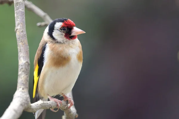 Золотистый вьюрок (Carduelis carduelis ) — стоковое фото