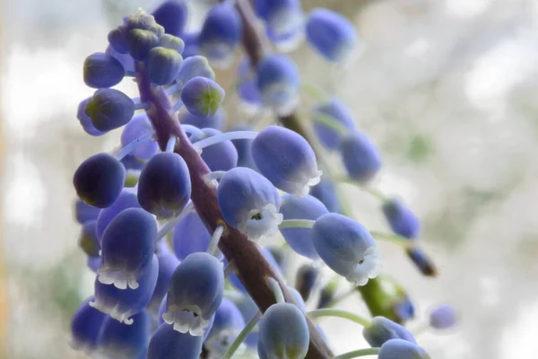 Modřenec hroznatý (muscari) — Stock fotografie