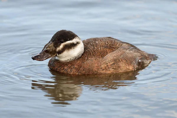 Canard à tête blanche (oxyura leucocephala) ) — Photo