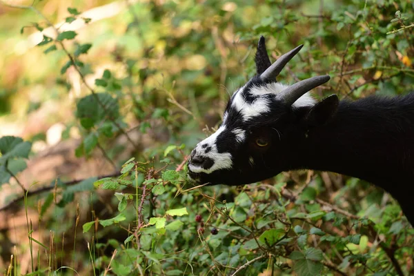 Bearded goat — Stock Photo, Image