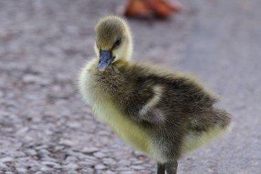 Greylag kaz (Anser anser)
