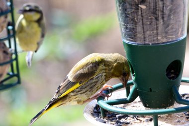 Greenfinch (Chloris chloris)