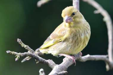 Greenfinch (Chloris chloris)