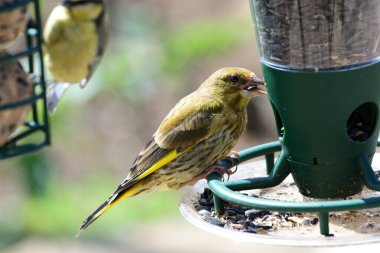 Greenfinch (Chloris chloris)
