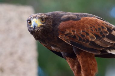 Harris Hawk (Parabuteo unicinctus)