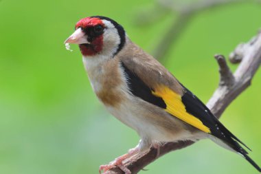Avrupa ispinozu (Carduelis carduelis)