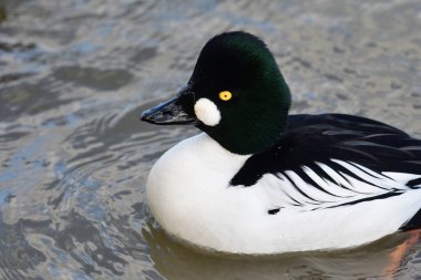 GoldenEye ördek