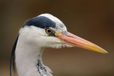 Gri Heron (Ardea cinerea)