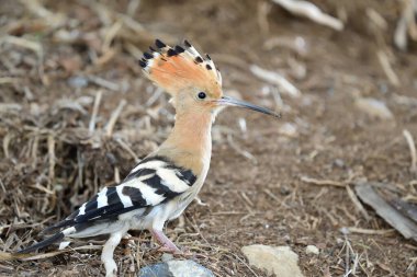Ortak ibibik (Upupa epops)