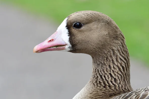 Rödspätta (albifron)) — Stockfoto