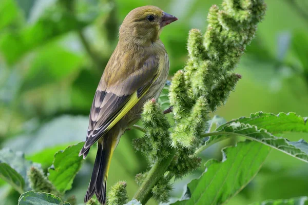 Grünfink (Chloris chloris)) — Stockfoto