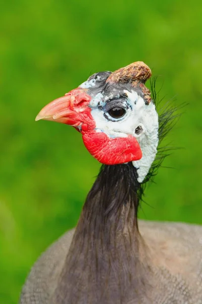 Miğferli Guineafowl (Numida meleagris) — Stok fotoğraf