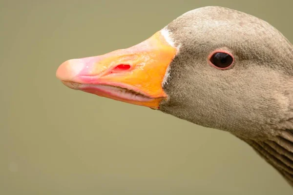 Ganso de Greylag (Anser anser) —  Fotos de Stock