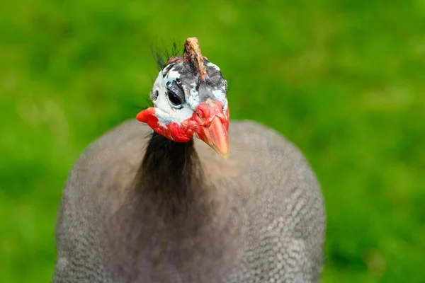 Guineafowl casco (Numida meleagris) — Foto de Stock